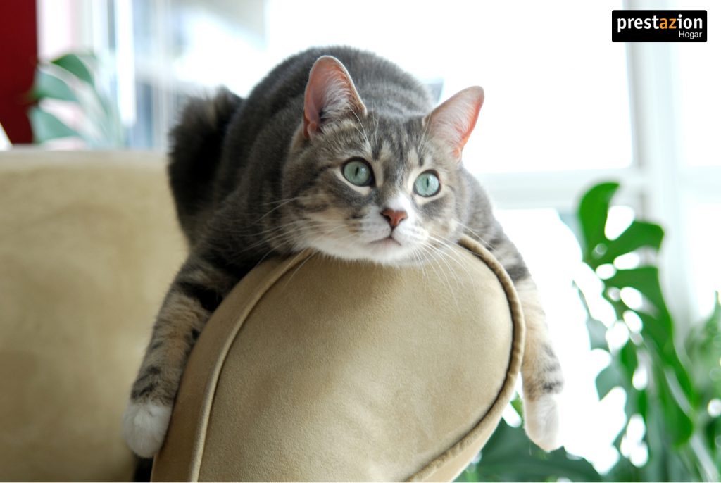 aspirar-pelos-de-mascota-en-el-sofa